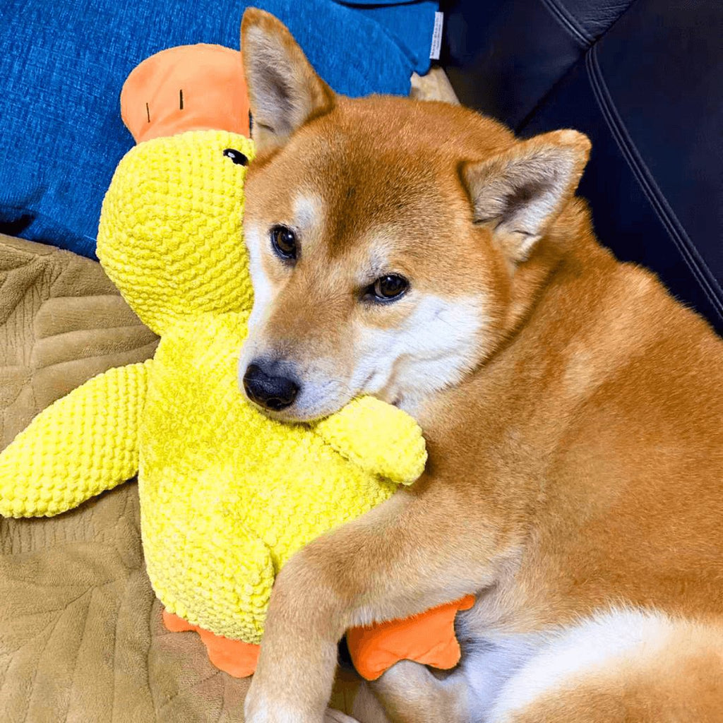 Plüschente Quietsch Hundespielzeug - Samt Kauspielzeug 28cm